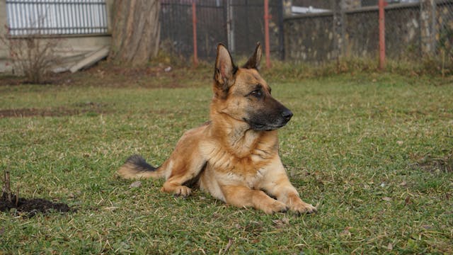 dog laying in the grass of a fenced in yard