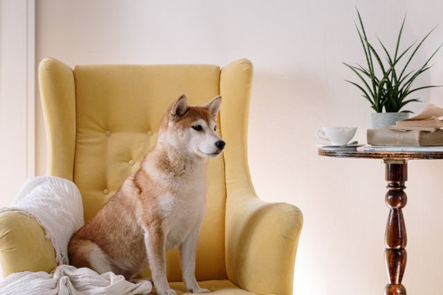 dog sitting on a chair indoors